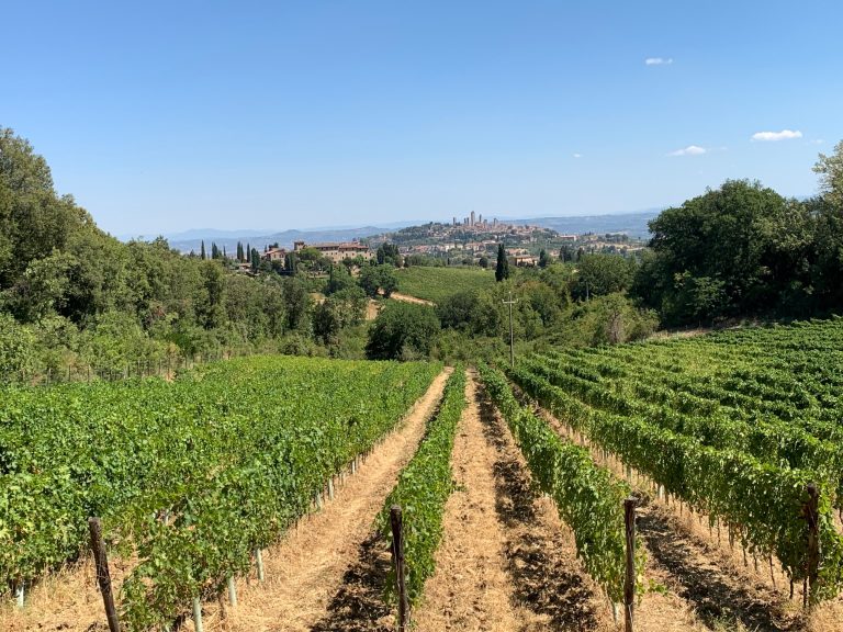 Panoramica da uno dei vigneti de Il Colombaio di Santa Chiara