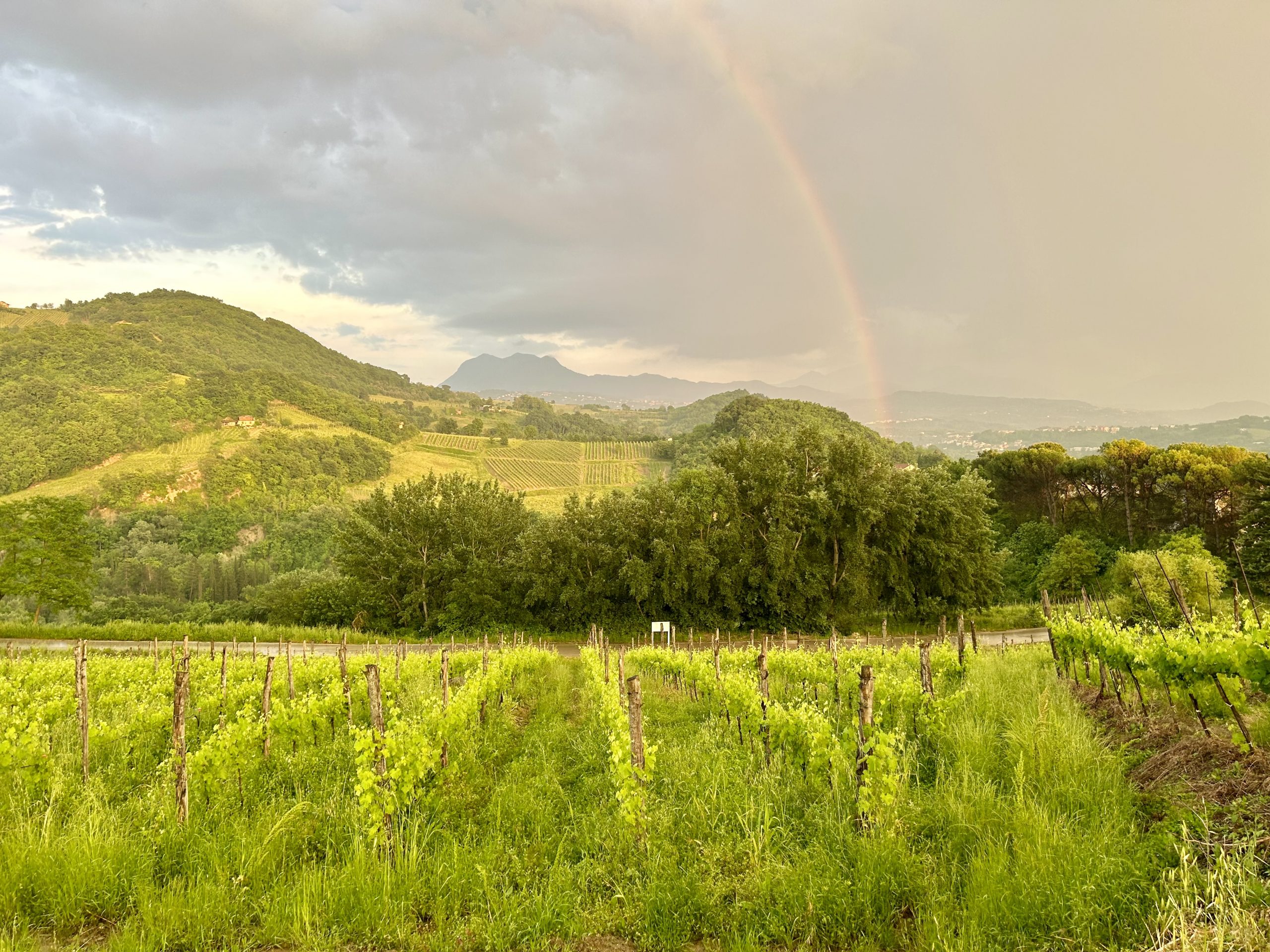 Vini del Sud Italia