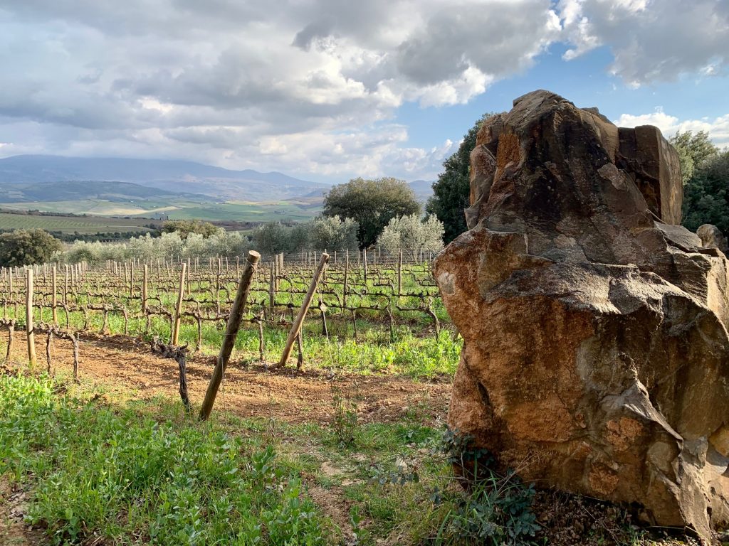 Un grande masso identifica Vigna Giodo a Montalcino