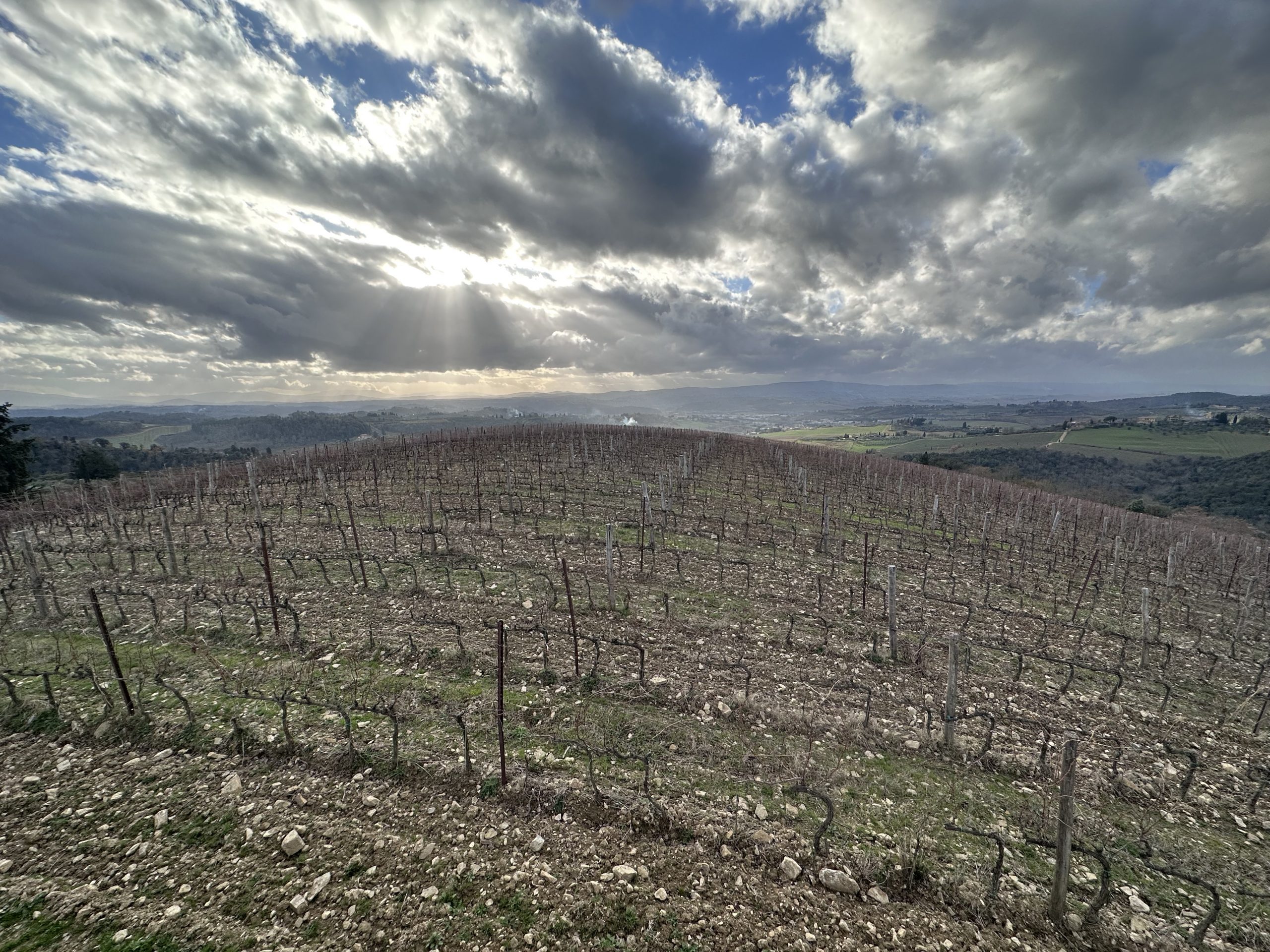 Immagine di Vigna Il Poggio a Castello Monsanto