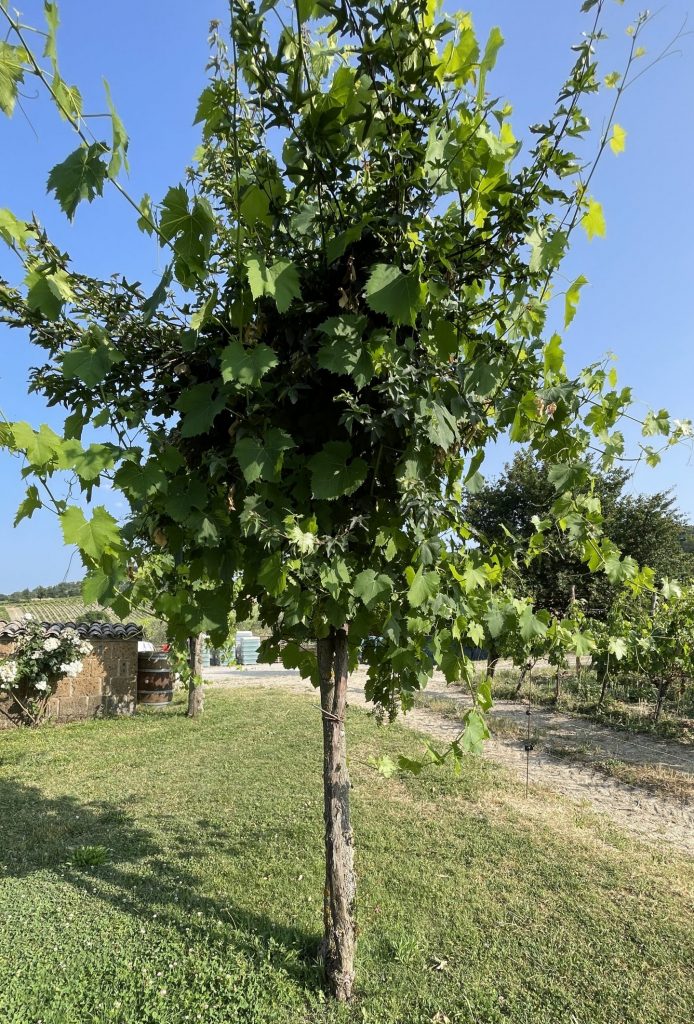 Testucchio: vite maritata ad acero
