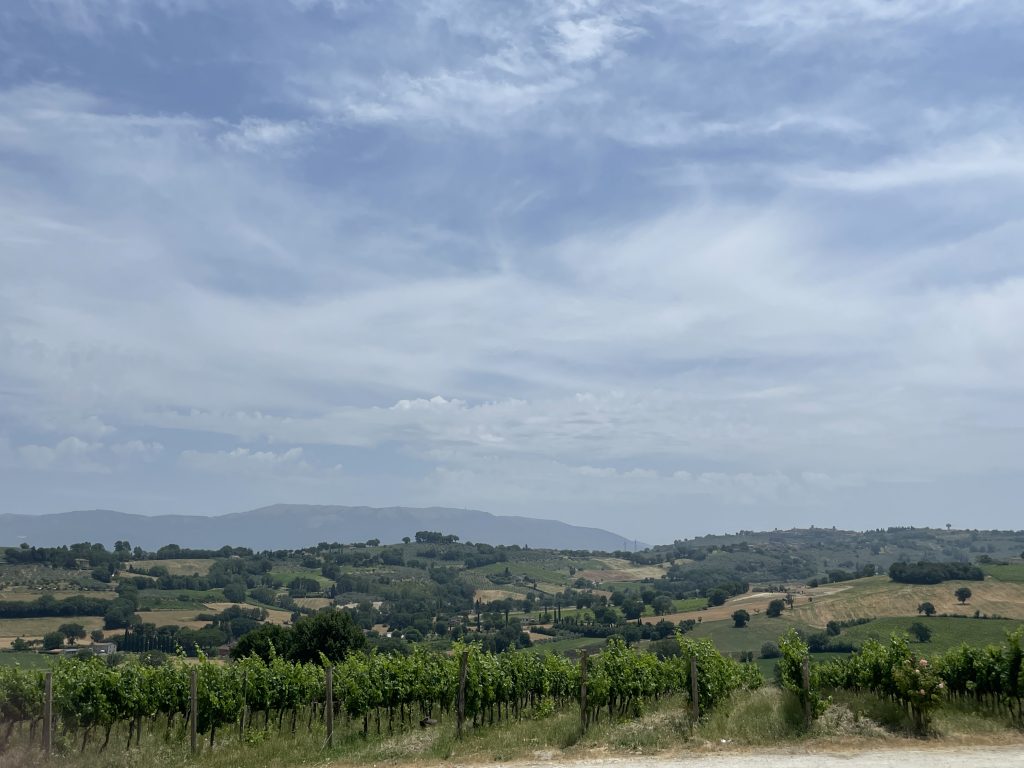 Vigne Montefalco