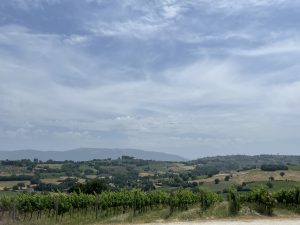 Vigne Montefalco