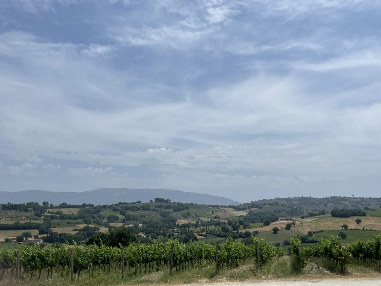 Vigne Montefalco