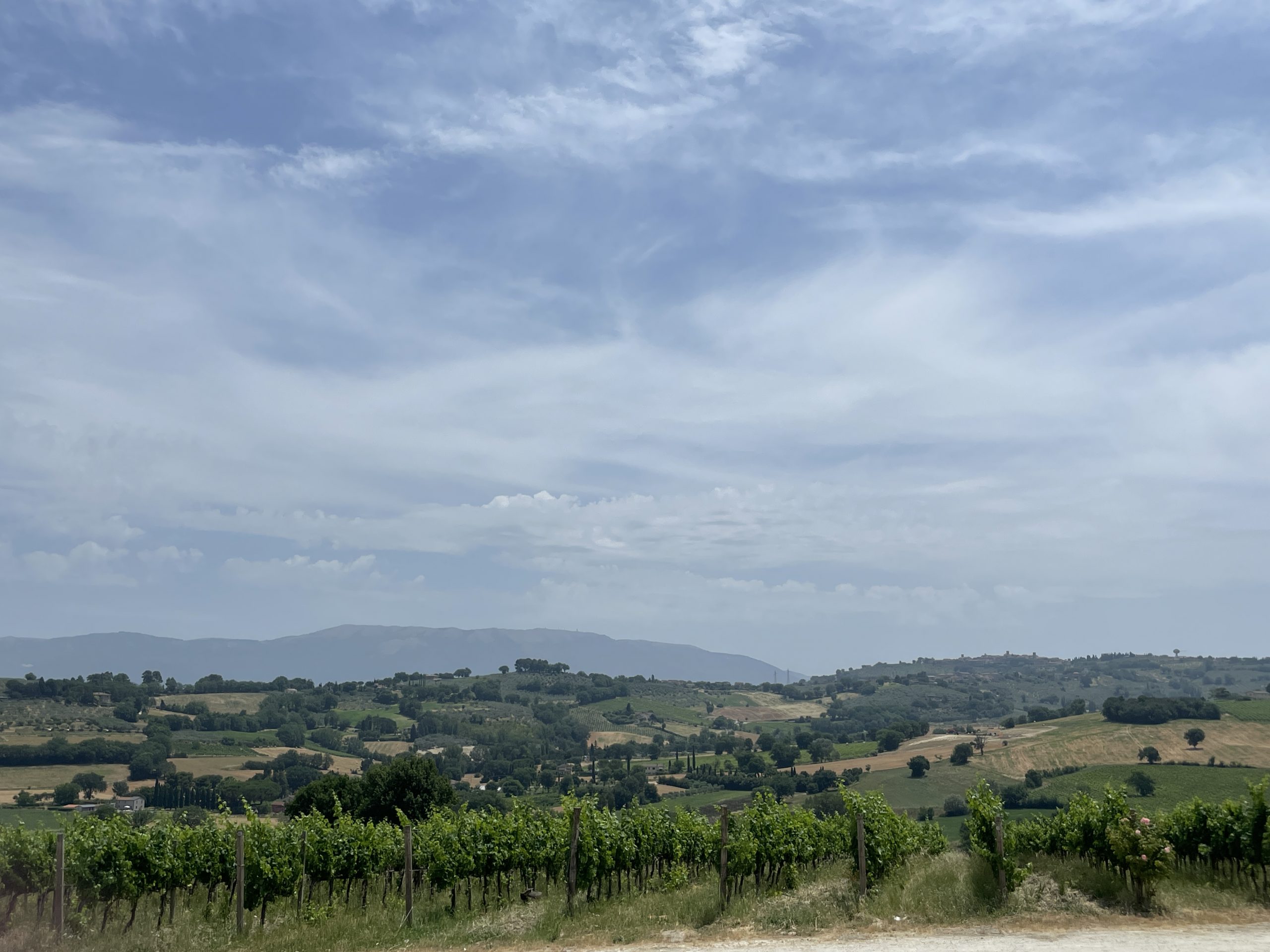 Vigne Montefalco