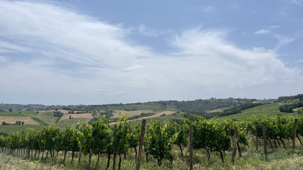 Vigna - Briziarelli